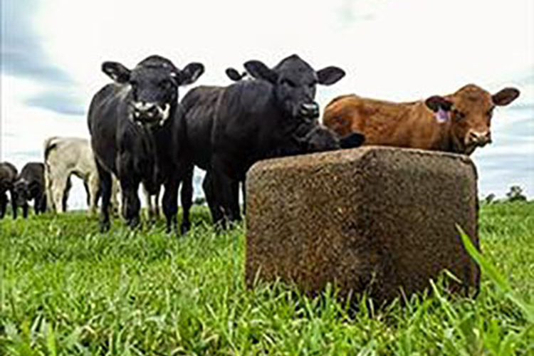 A pasture of cows enjoying a mineral tub.